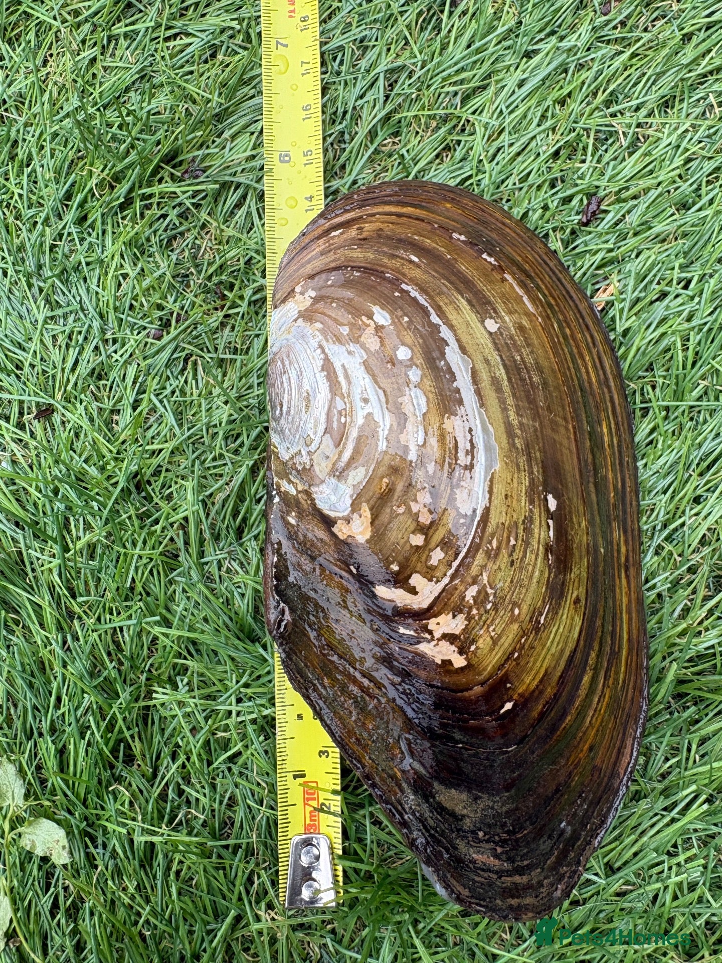Snails invertebrates Fresh Water Swan Mussels 10x 6” in length  - Advert 1