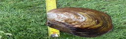 Snails invertebrates for sale: Fresh Water Swan Mussels 10x 6” in length  in Saffron Walden - Advert 1