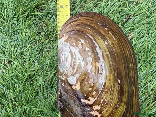 Snails invertebrates Fresh Water Swan Mussels 10x 6” in length - Advert 1