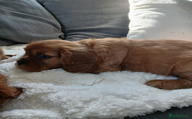Cavalier King Charles Spaniel dogs - Advert 16
