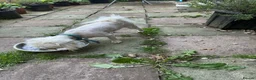 Maltese dogs for sale: Urgent Adoption: 6-Year-Old Maltese in Hemel Hempstead - Advert 5