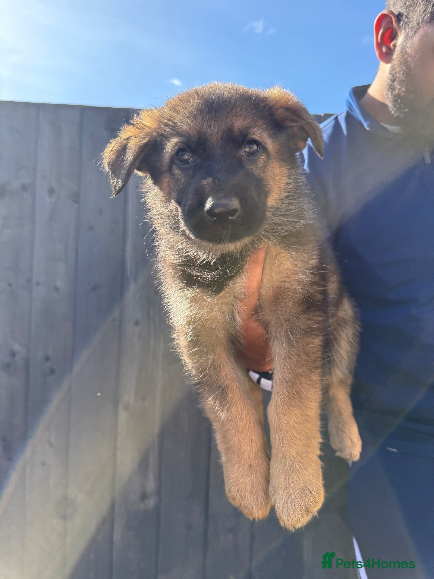 German Shepherd dogs Beautiful German Shepherd Puppies  - Advert 16
