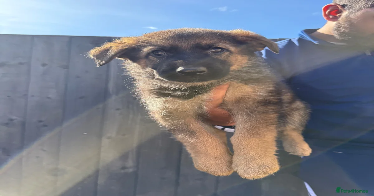 Beautiful German Shepherd Puppies for sale in Peterborough | Pets4Homes