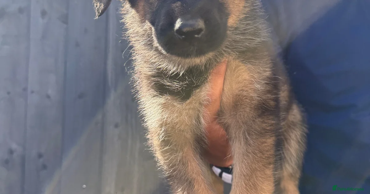 German Helpful Beautiful German Shepherd Puppies for sale in Peterborough | Pets4Homes