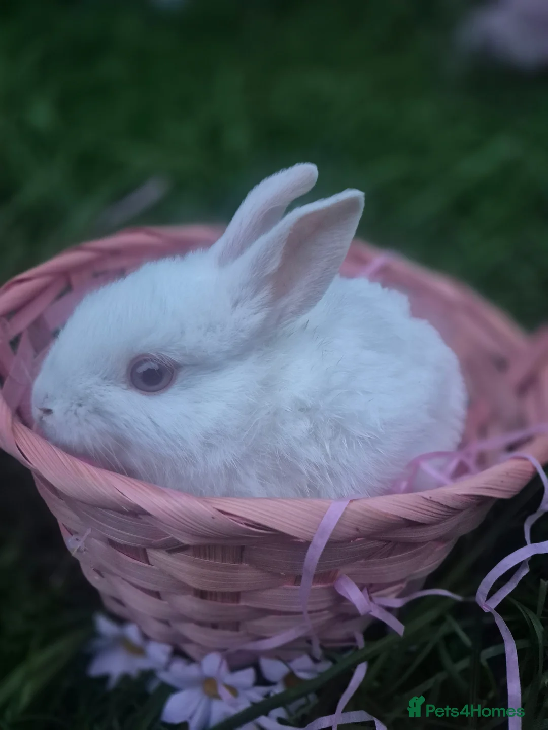 Mixed Breed rabbits for sale: Beautiful baby new zealand white bunnies - Advert 2