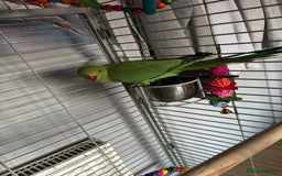 Ringnecks birds for sale: Indian ringneck parrot  - Image 3