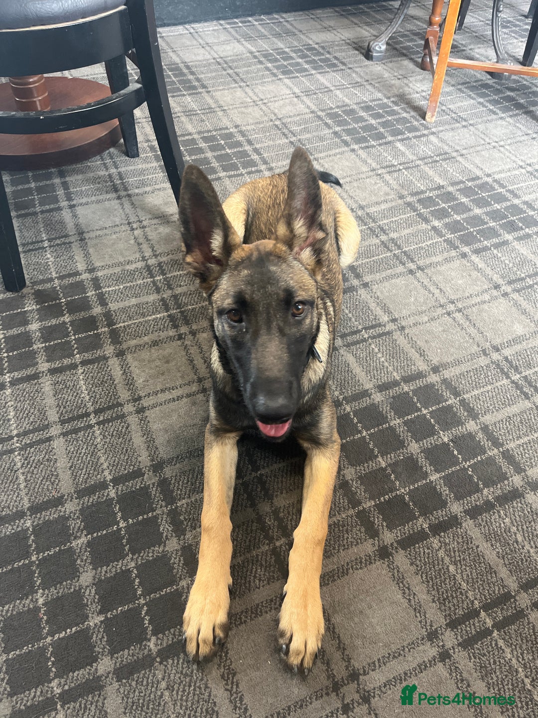 Belgian Shepherd Dog dogs for sale: Dutch/belgian herder/malinois FEMALE ready to go!! - Image 1