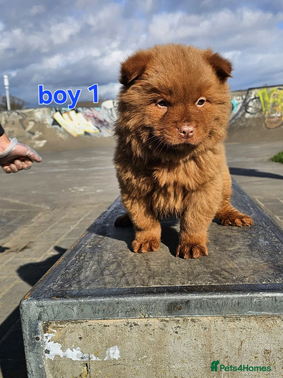 Chow Chow dogs for sale: Cantonese chow chow in Birmingham - Advert 4