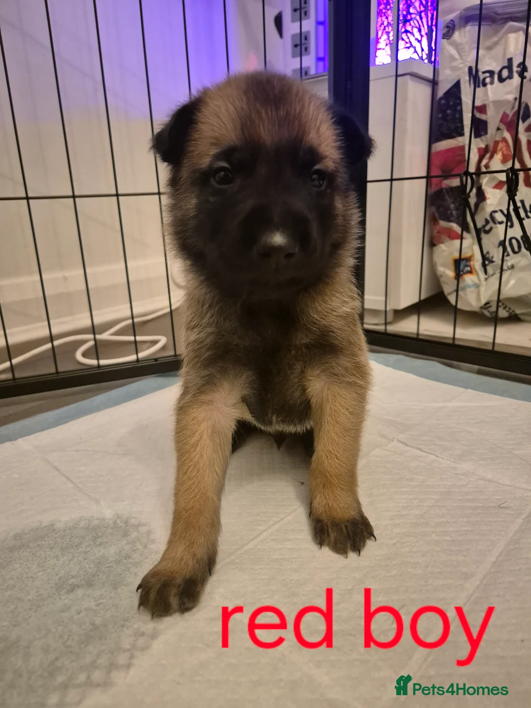 Belgian Shepherd Dog dogs for sale: KC Registered Belgian Malinois - Advert 11