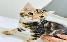 Mixed Breed cats for sale: Kittens ready to go - Image 25