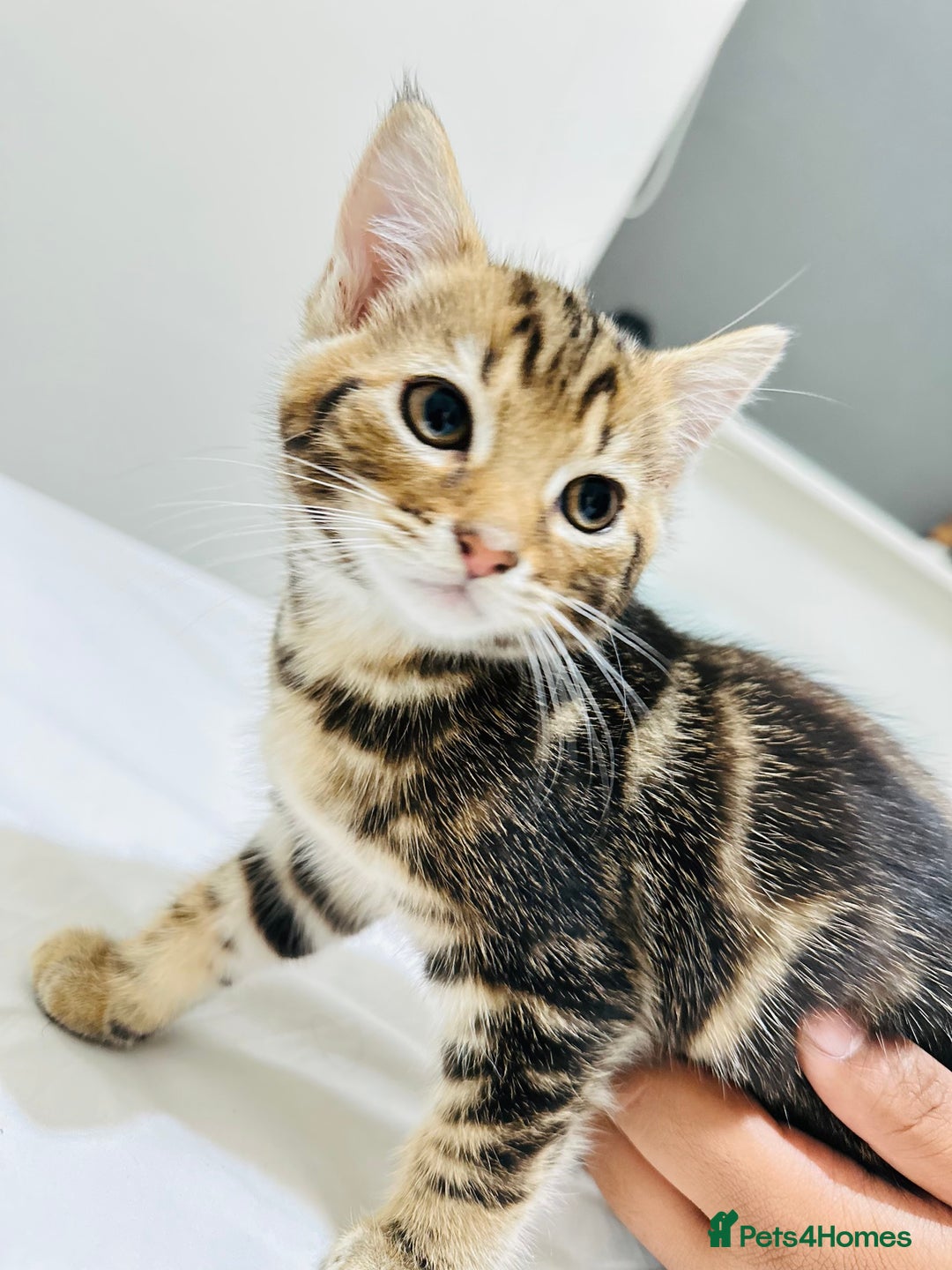 Mixed Breed cats for sale: Kittens ready to go - Image 25