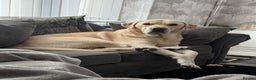 Labrador Retriever dogs for sale: Hugo - 5 - Advert 2