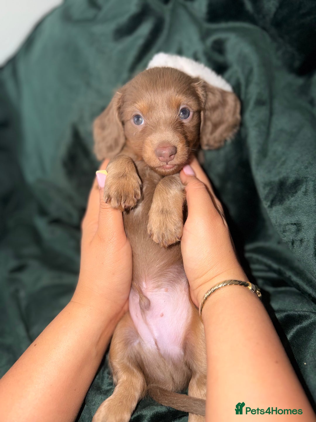 Miniature Dachshund dogs for sale: Fluffy Miniature Dachshund - Advert 9