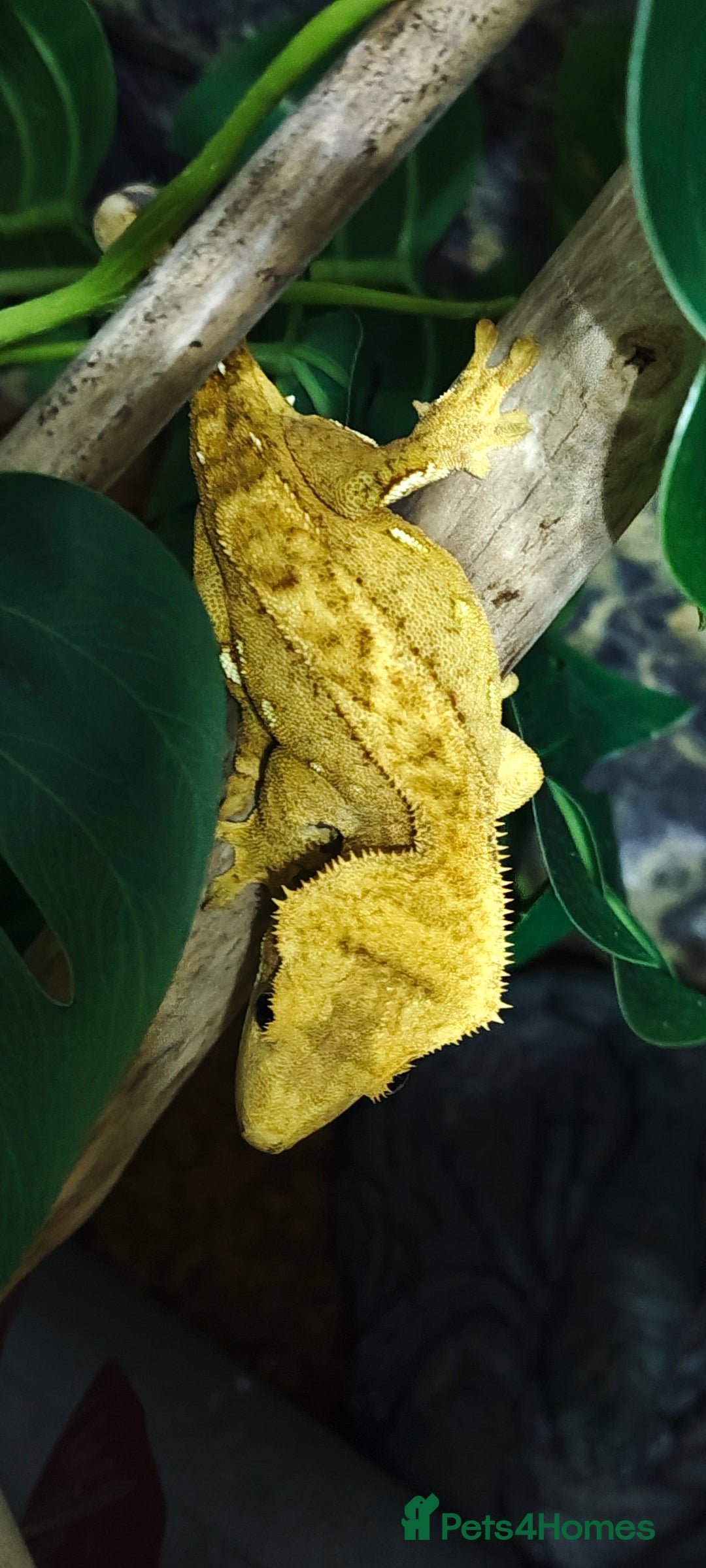Gecko reptiles for sale: 2x crested gecko in Exoterra vivarium Sheffield - Image 6