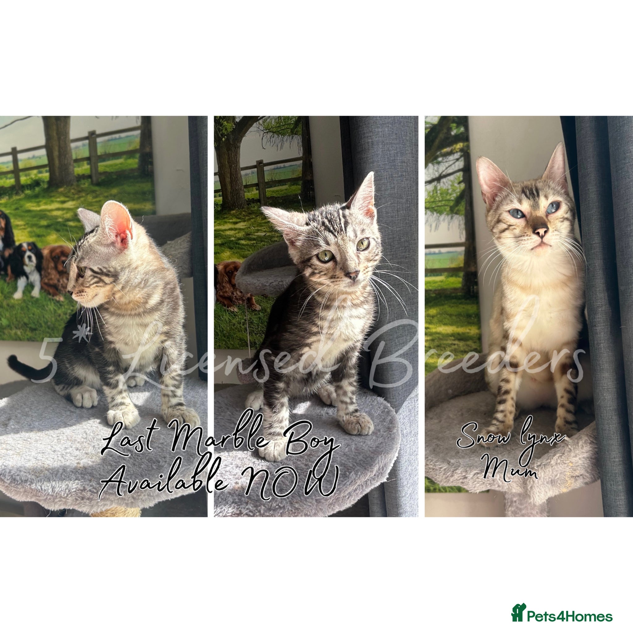 Bengal cats Pure TICA Marble Bengal Ready Now 💙 - Advert 6