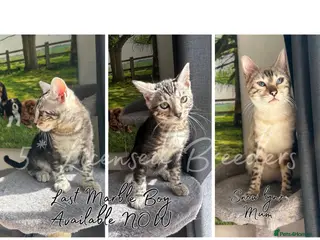 Bengal cats Pure TICA Marble Bengal Ready Now 💙 - Advert 6