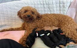 Cavapoo dogs for sale: BEAUTIFUL RARE CHOCOLATE CAVAPOOS - Image 1