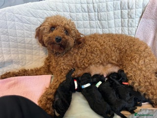 Cavapoo dogs - Advert 2