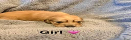 Miniature Dachshund dogs for sale: Long haired cream miniature dachshund puppies - Advert 10