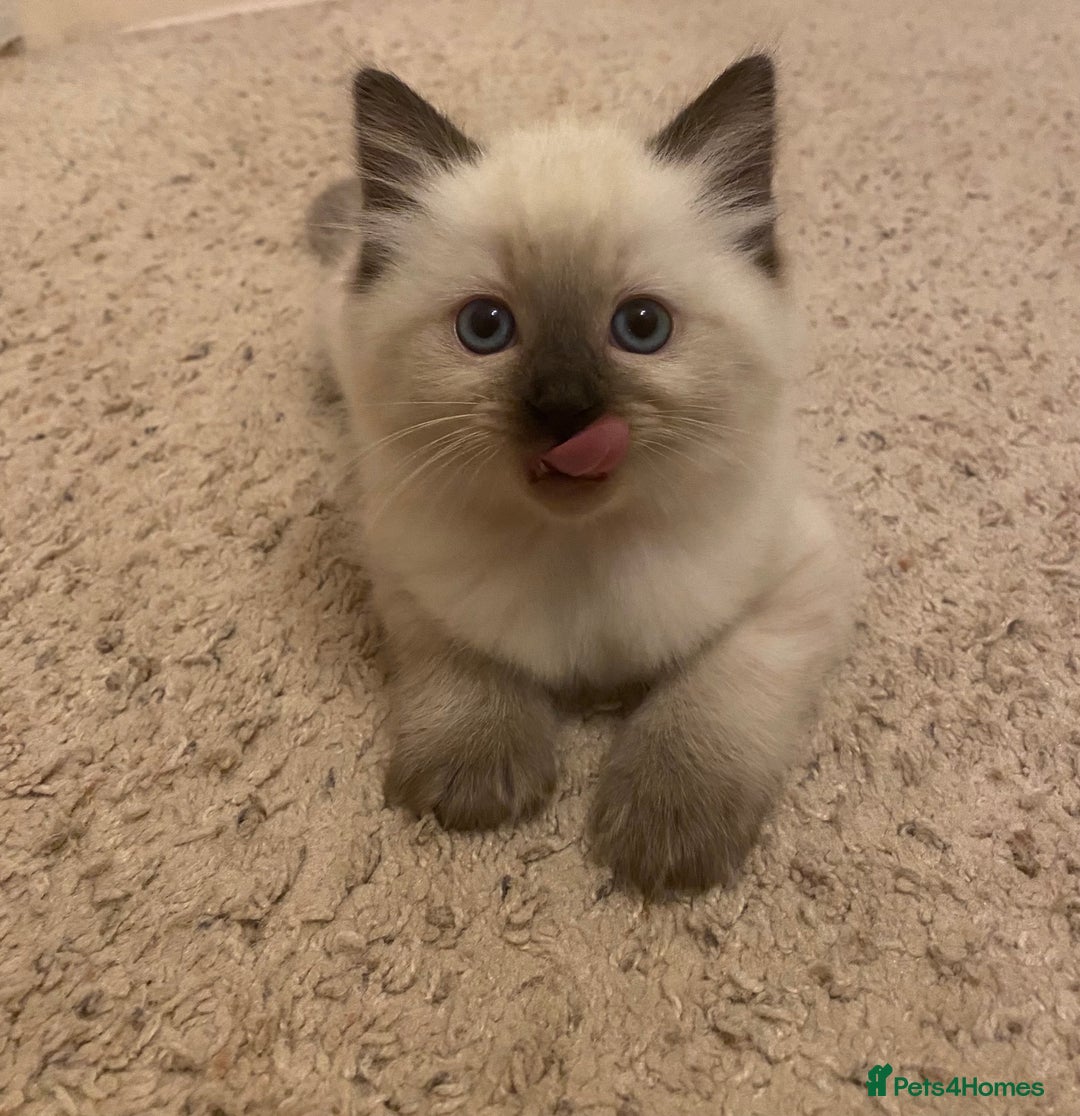 Ragdoll cats for sale: GCCF Seal point and bi colour Ragdoll Kittens - Image 4