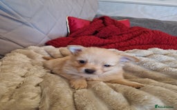 Pomchi dogs for sale: Male pomchi - Image 5
