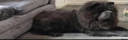 Chow Chow dogs for sale: Beautiful Kc registered chow chow puppies - Advert 24
