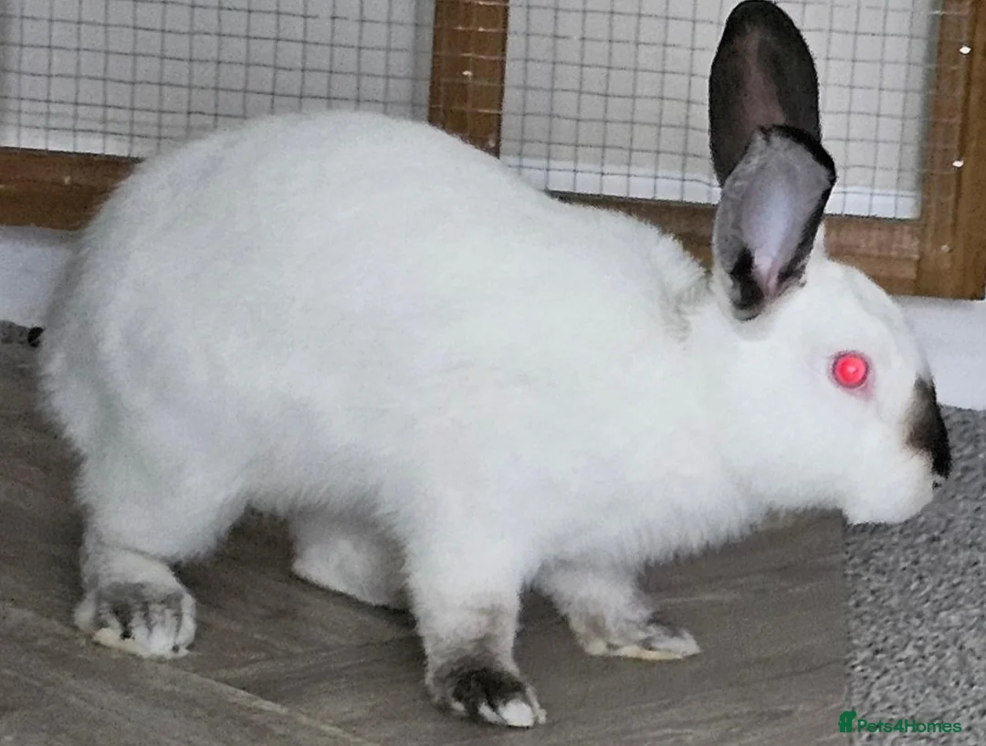 Californian rabbits for sale: Desperate need to rehome  - Advert 4