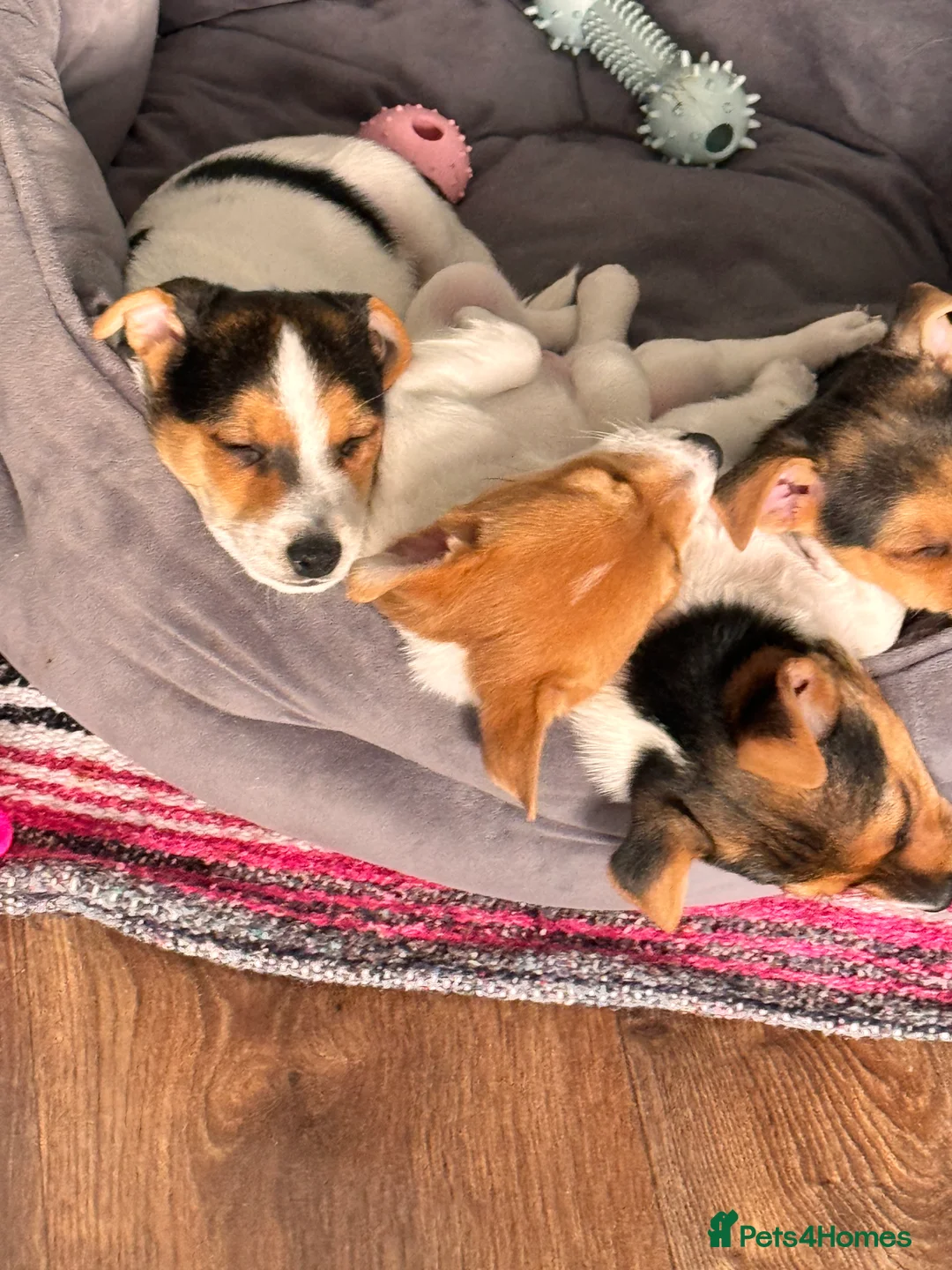 Mixed Breed dogs for sale: 9 week old Jack Russ pups- Ready to go - Advert 5