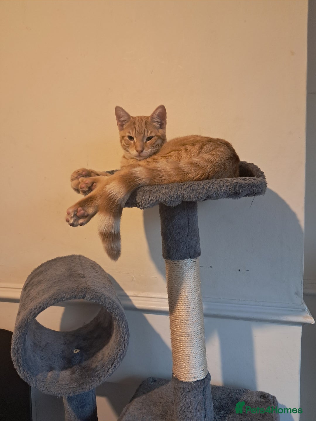 Tibetan cats for sale: 2 x male kittens  - Advert 3