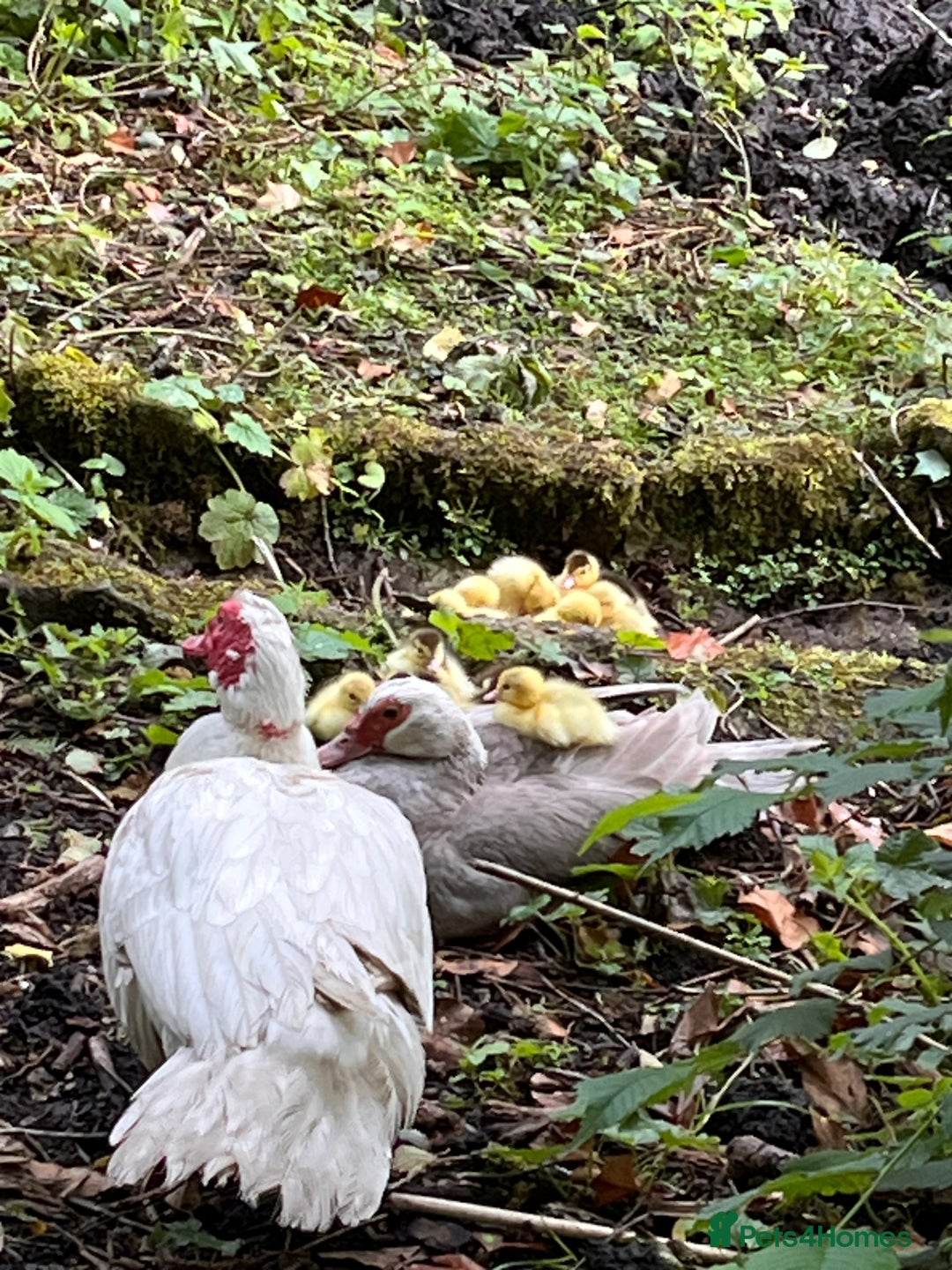 Ducks poultry for sale: Muscovy ducklings  - Image 5