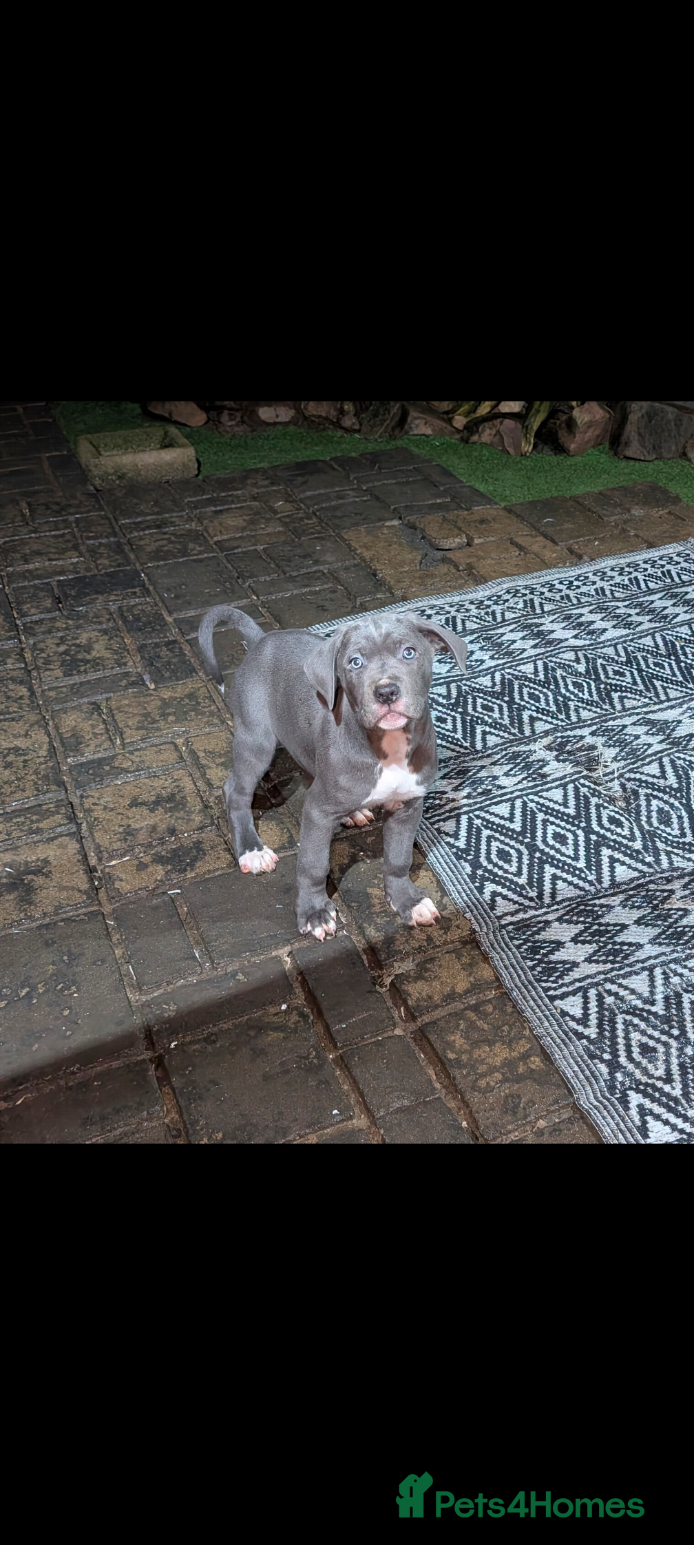 Cane Corso dogs Cane corso puppies  - Advert 16