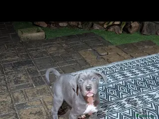 Cane Corso dogs Cane corso puppies - Advert 16