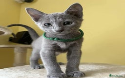 Russian Blue cats for sale: TICA REGISTERED Pure Breed Russian Blue Kittens - Image 9
