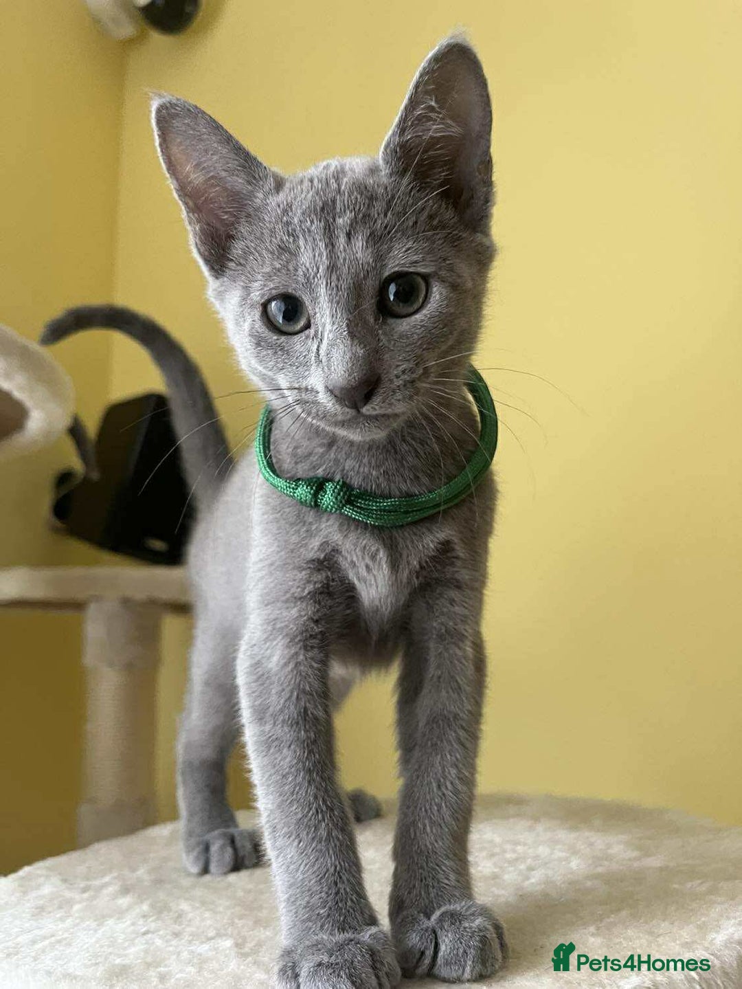 Russian Blue cats for sale: TICA REGISTERED Pure Breed Russian Blue Kittens - Image 9