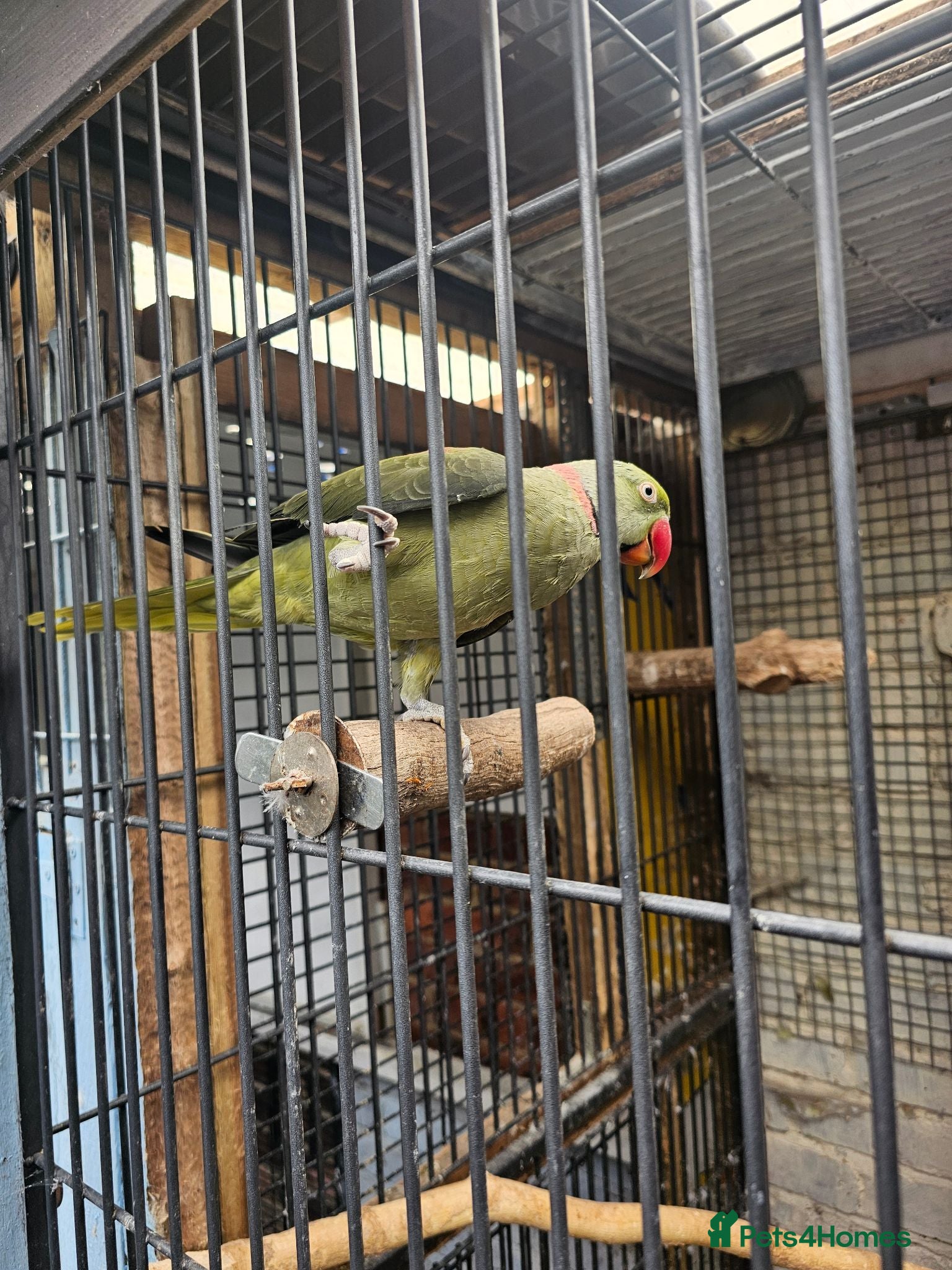 Mixed Breed birds Alexandraine  - Advert 3