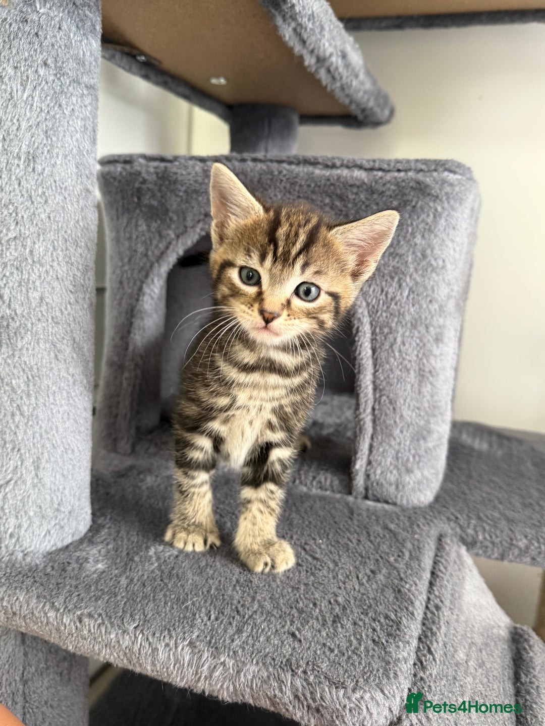 Turkish Angora cats for sale: 4 Beautiful Turkish Angora Mix Kittens - Image 14