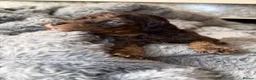 Cockapoo dogs for sale: Outstanding F3 cockapoo puppies  - Advert 15