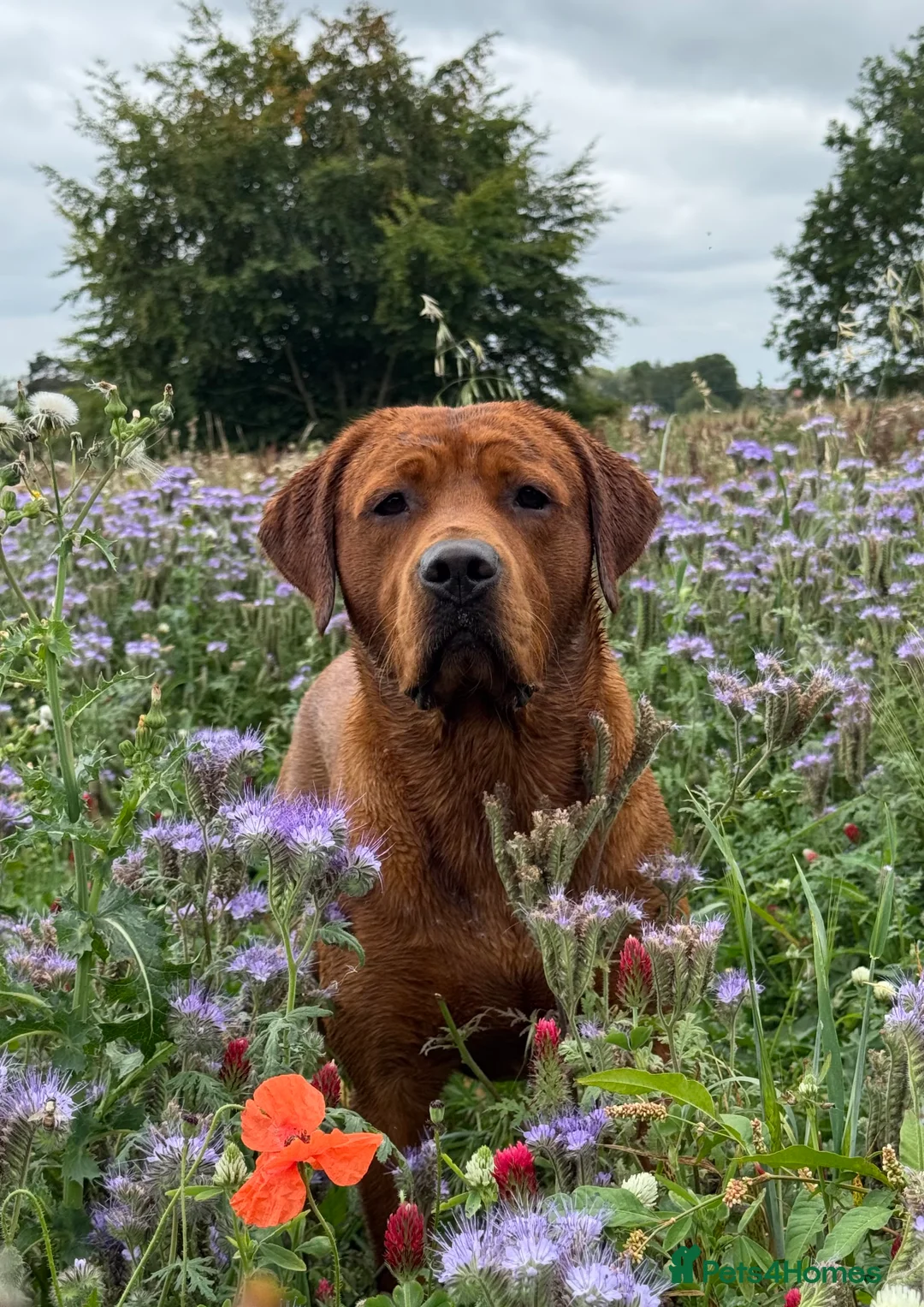 Labrador Retriever dogs for stud: Perfect 0/0 Hips & Elbows Dark Fox Red Labrador ⭐️ - Advert 13