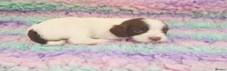 English Springer Spaniel dogs for sale: KC Homebred Health Tested Vet Social Pups 🩷 - Advert 8