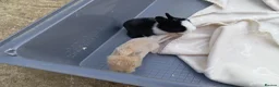 Mixed Breed rabbits for sale: Dutch x Netherland dwarf kits + 2lionhead females - Advert 6