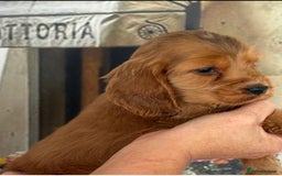 Cocker Spaniel dogs for sale: Kc registered Adorable Show cocker   puppy’s 🐶🐶 - Image 6