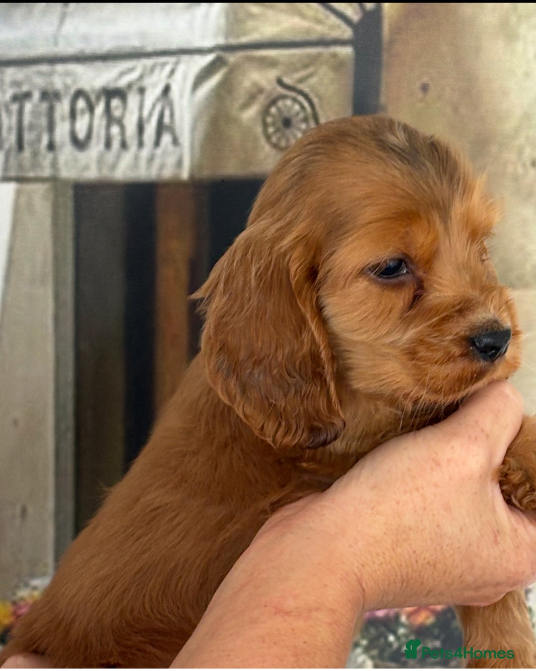 Cocker Spaniel dogs for sale: Kc registered Adorable Show cocker   puppy’s 🐶🐶 - Image 6