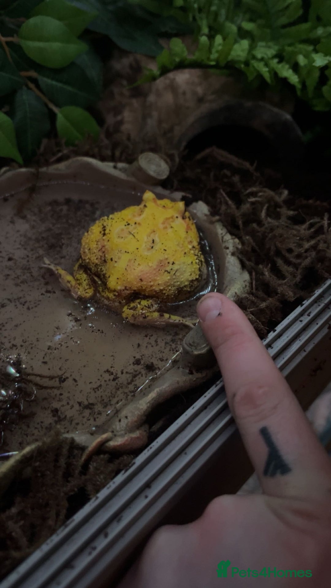 Frog reptiles for sale: Pac man frog looking for a new home - Advert 2