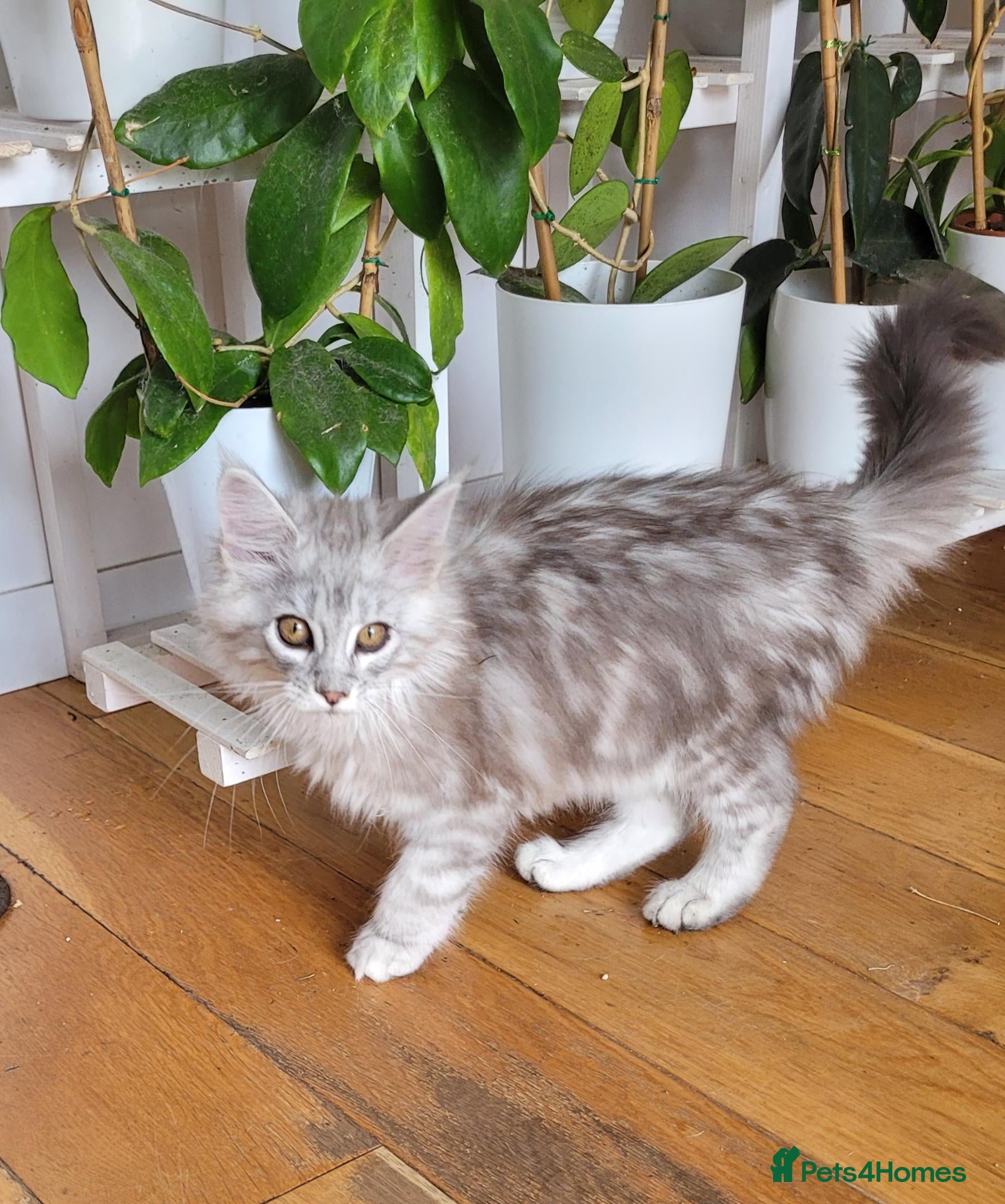 Maine Coon cats Tica registered maine coon kittens  - Advert 1