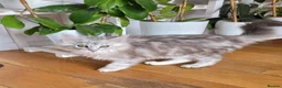 Maine Coon cats for sale: Tica registered maine coon kittens  - Advert 1