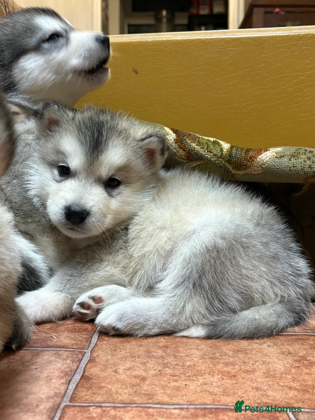 Alaskan Malamute dogs for sale: K.C registered Quality Alaskan Malamute puppies - Advert 14