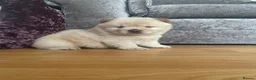 Chow Chow dogs for sale: Beautiful Kc registered chow chow puppies - Advert 9