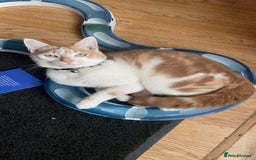 Mixed Breed cats for sale: Ginger cat - Moro - Image 10