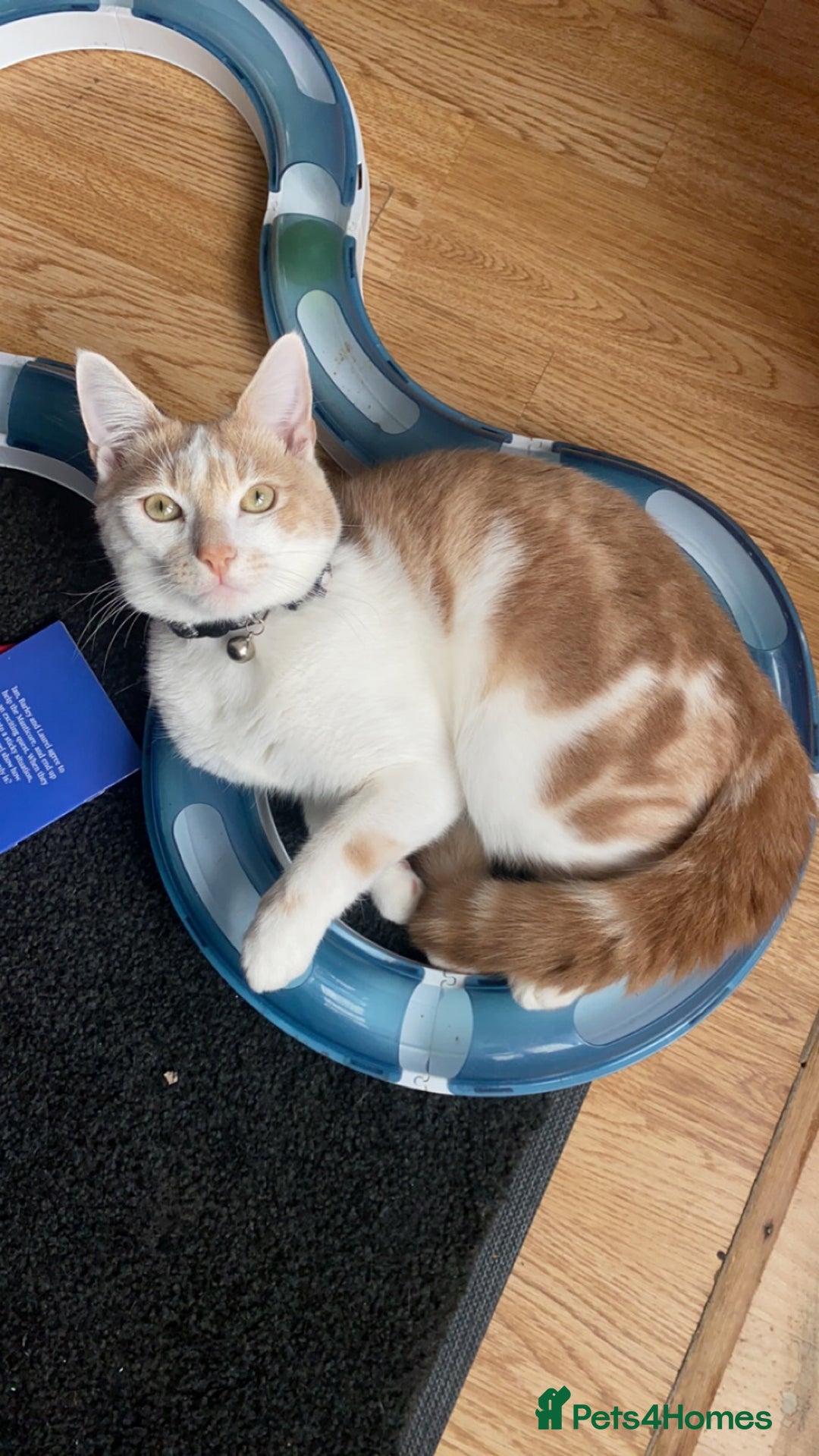 Mixed Breed cats for sale: Ginger cat - Moro - Image 10