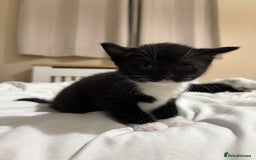 British Shorthair cats for sale: Beautiful Tuxedo kittens  - Advert 5